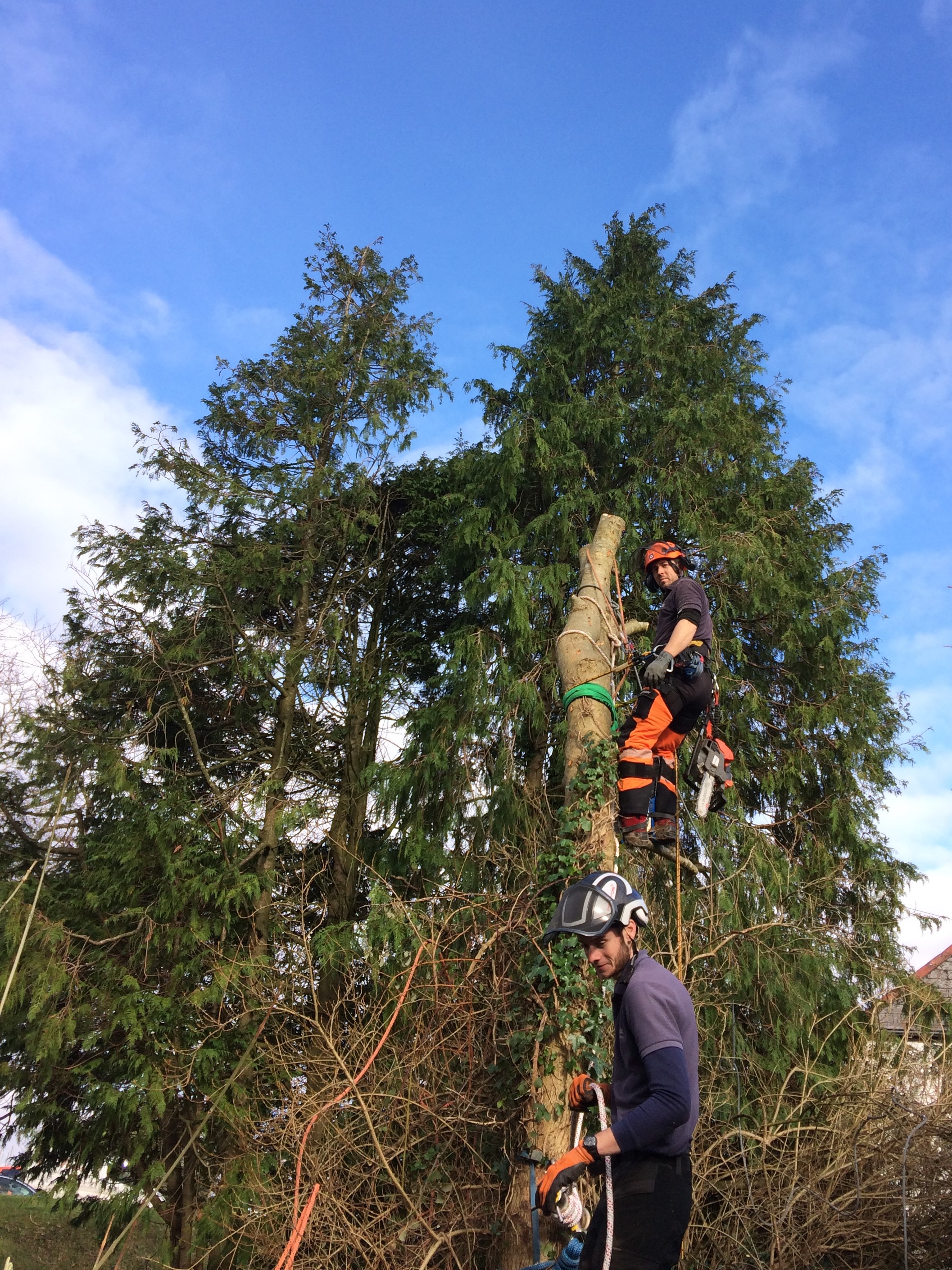 Andy Walker tree surgeon in the South Hams in Devon