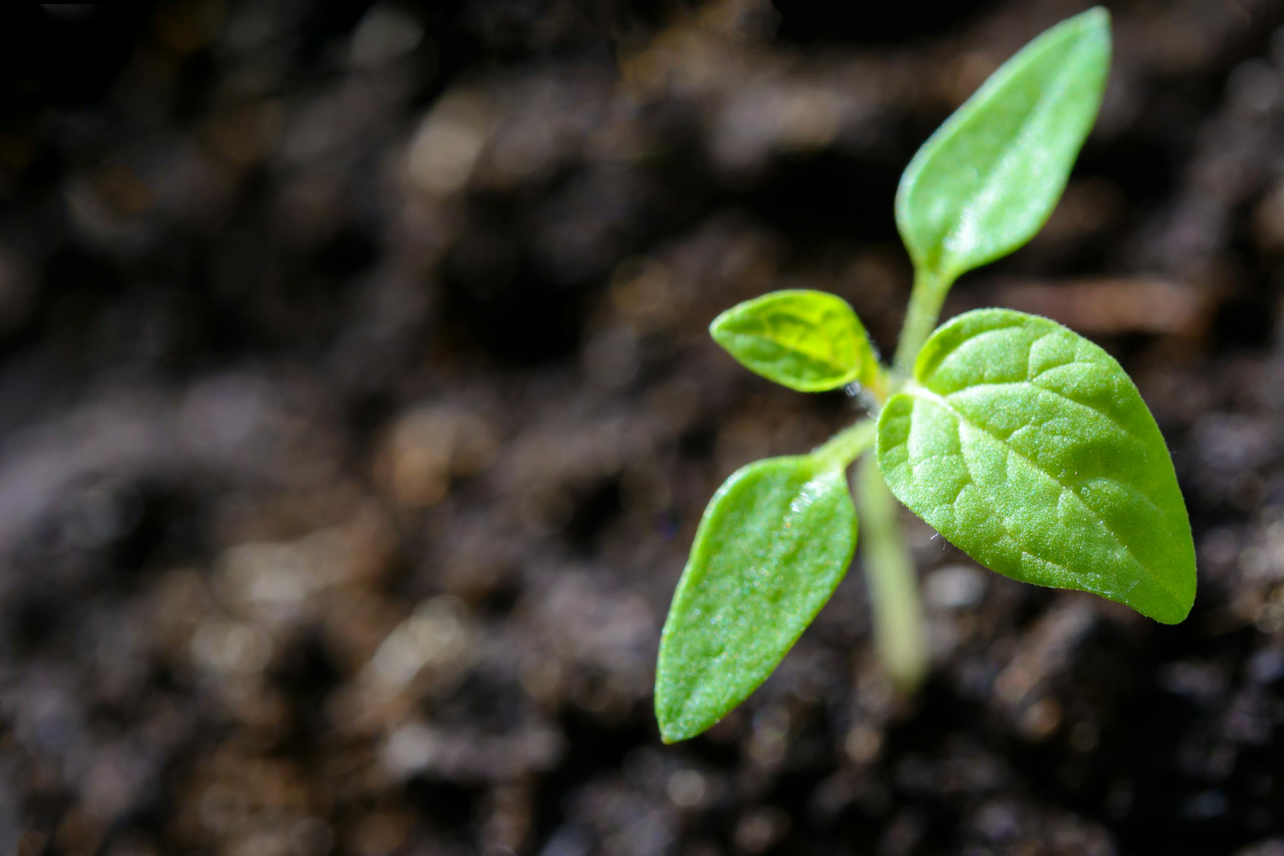 Horticultural garden services in South Devon