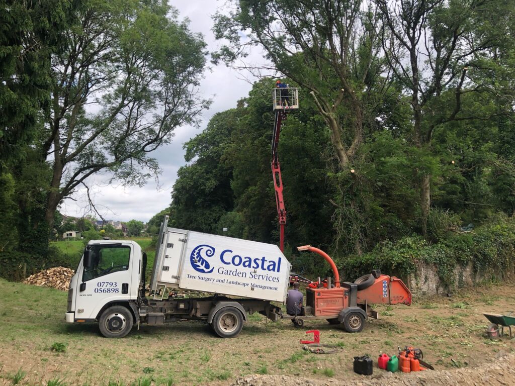 Andy Walker tree surgeon in the South Hams Devon