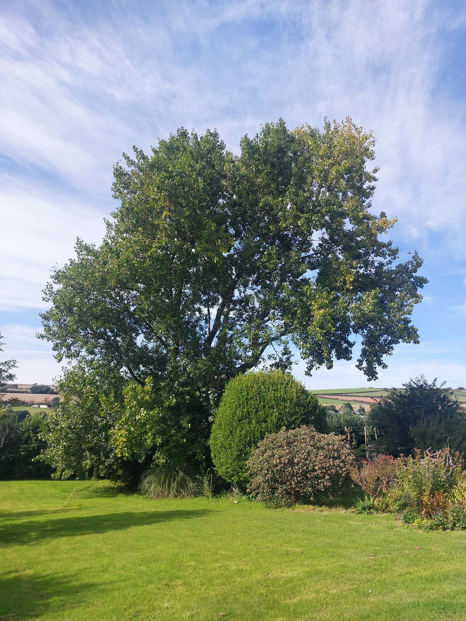 Tree surgeons in the South Hams Devon